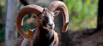 Parco Naturalistico E Faunistico Bellavista